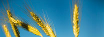 Malt Products